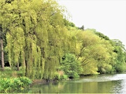3rd Jun 2023 - Trees in Highfields Park