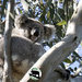 miss Ellie by koalagardens