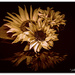 Antique Sunflowers... by julzmaioro