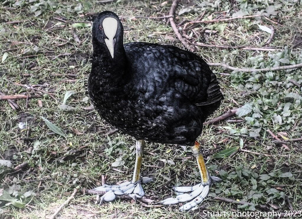 An American Coot by stuart46
