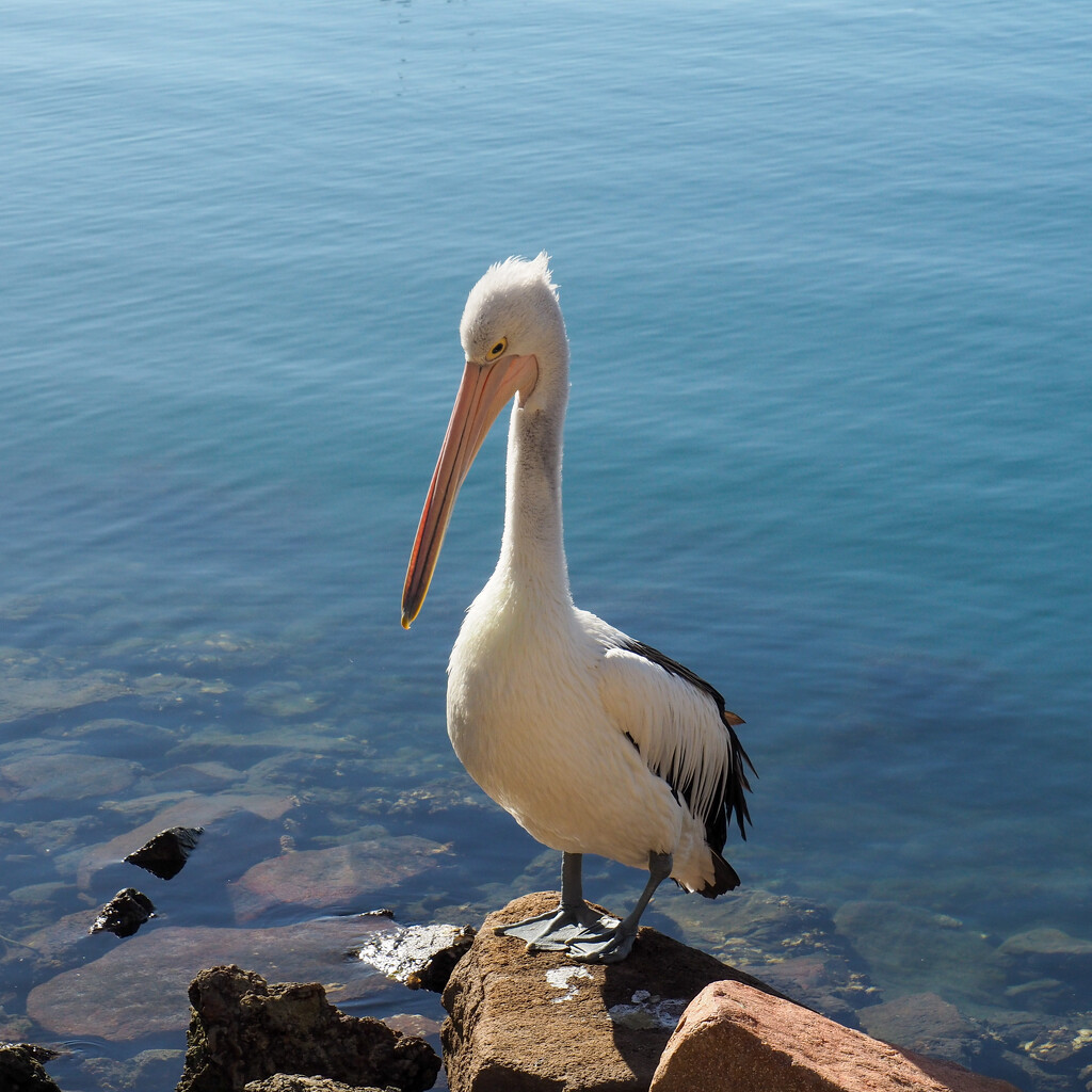Pelican by alison365