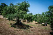 11th May 2023 - Olive trees