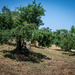 Olive trees by nigelrogers