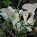Summer fungi by 365anne