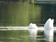 22nd Jun 2023 - Icebergs........