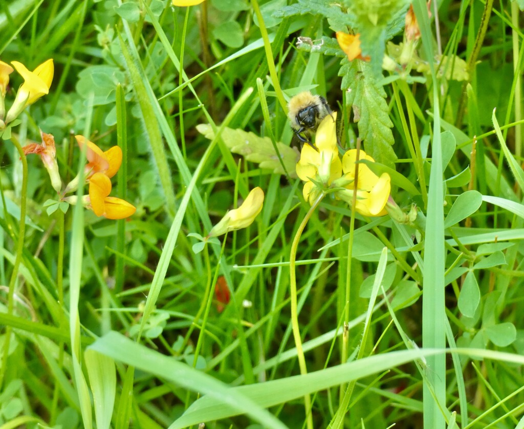 Bee on Vetch by foxes37