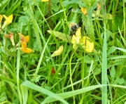 22nd Jun 2023 - Bee on Vetch
