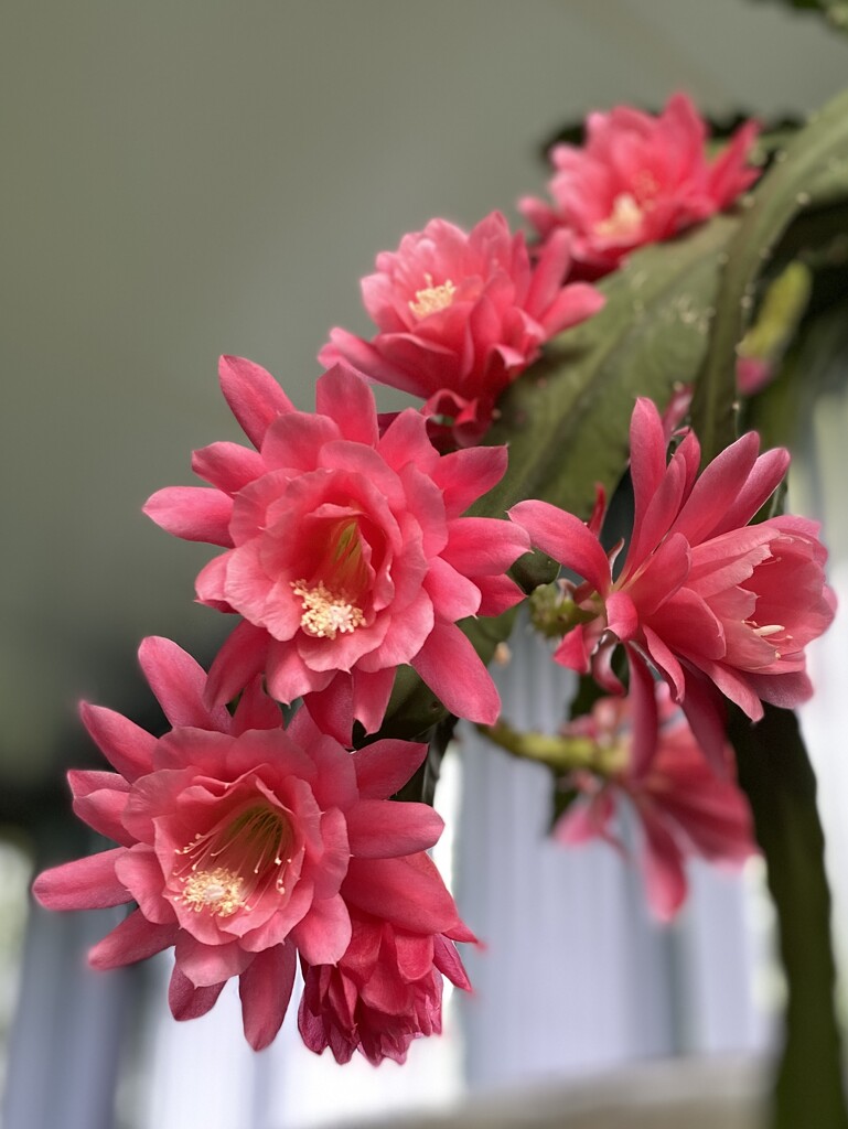 Ribbon Cactus Blooms by bjchipman