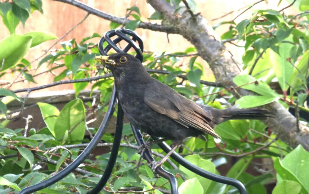 Mr Blackbird. by beryl