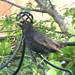 Mr Blackbird. by beryl