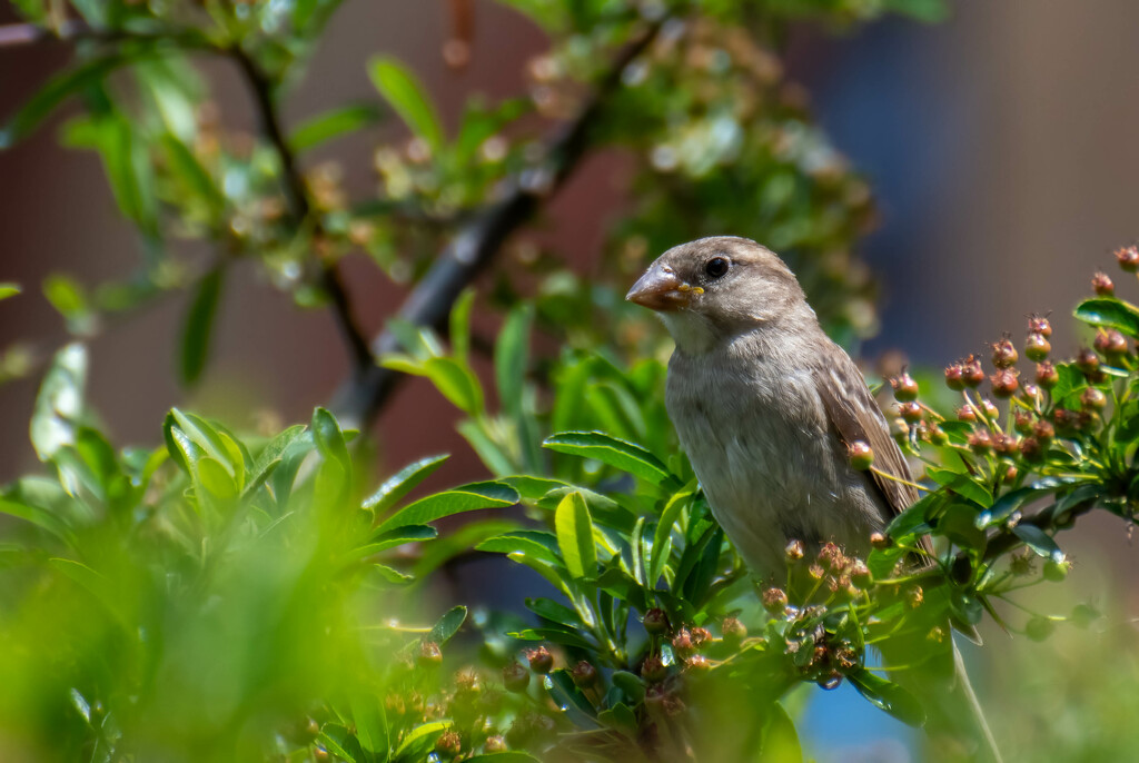 One of my young Sparrows by stevejacob