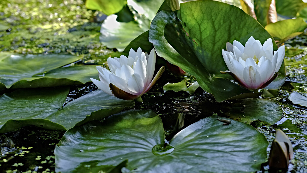 water lilies 1 by kametty