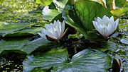 22nd Jun 2023 - water lilies 1