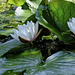 water lilies 1 by kametty