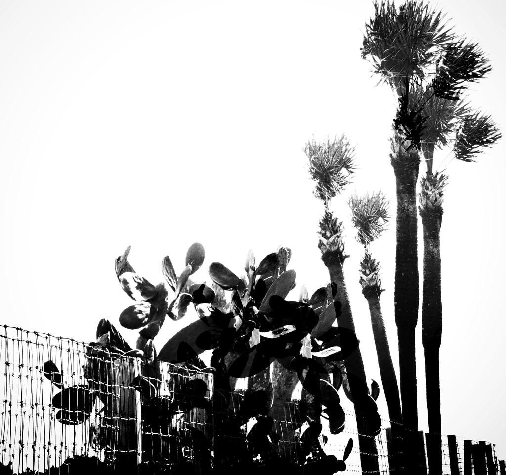 Palms and cactus  by joemuli
