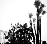 22nd Jun 2023 - Palms and cactus 