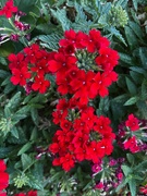 21st Jun 2023 - Jun 21  Red flowers