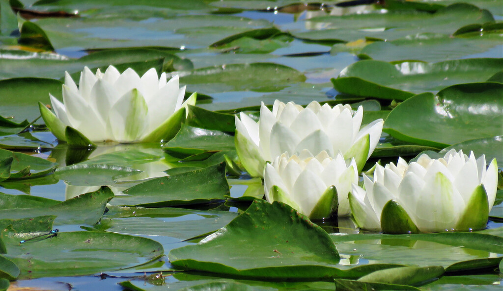 Water Lilies by seattlite