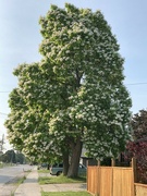 22nd Jun 2023 - Pretty Tree 
