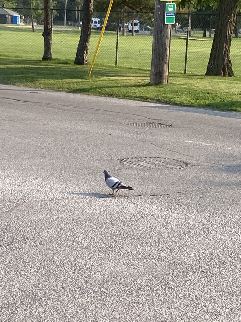 Wild June - Pigeon Takes a Walk by spanishliz