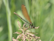 10th Jun 2023 - dragonfly 1