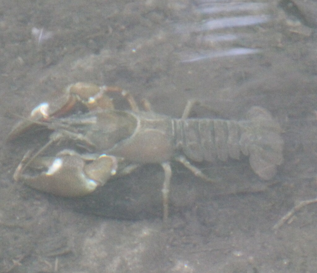 Crayfish in the river at Pangbourne by mariadarby