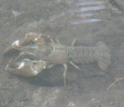 18th Jun 2023 - Crayfish in the river at Pangbourne