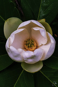 21st Jun 2023 - Magnolia Blossom