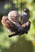 22nd Jun 2023 - Hungry sparrows
