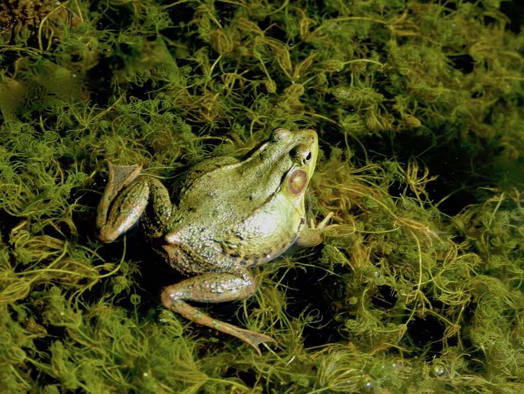 Green Frog by sunnygreenwood