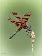 13th Jun 2023 - Halloween Pennant Dragonfly