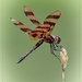 Halloween Pennant Dragonfly by bluemoon