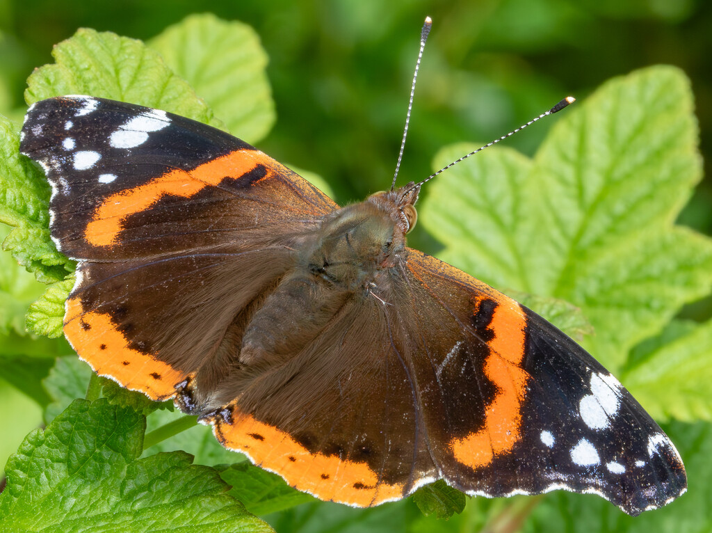 Red Admiral by lifeat60degrees