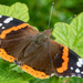 Red Admiral by lifeat60degrees
