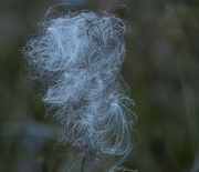 20th Jun 2023 - the glory of dispersing milkweed