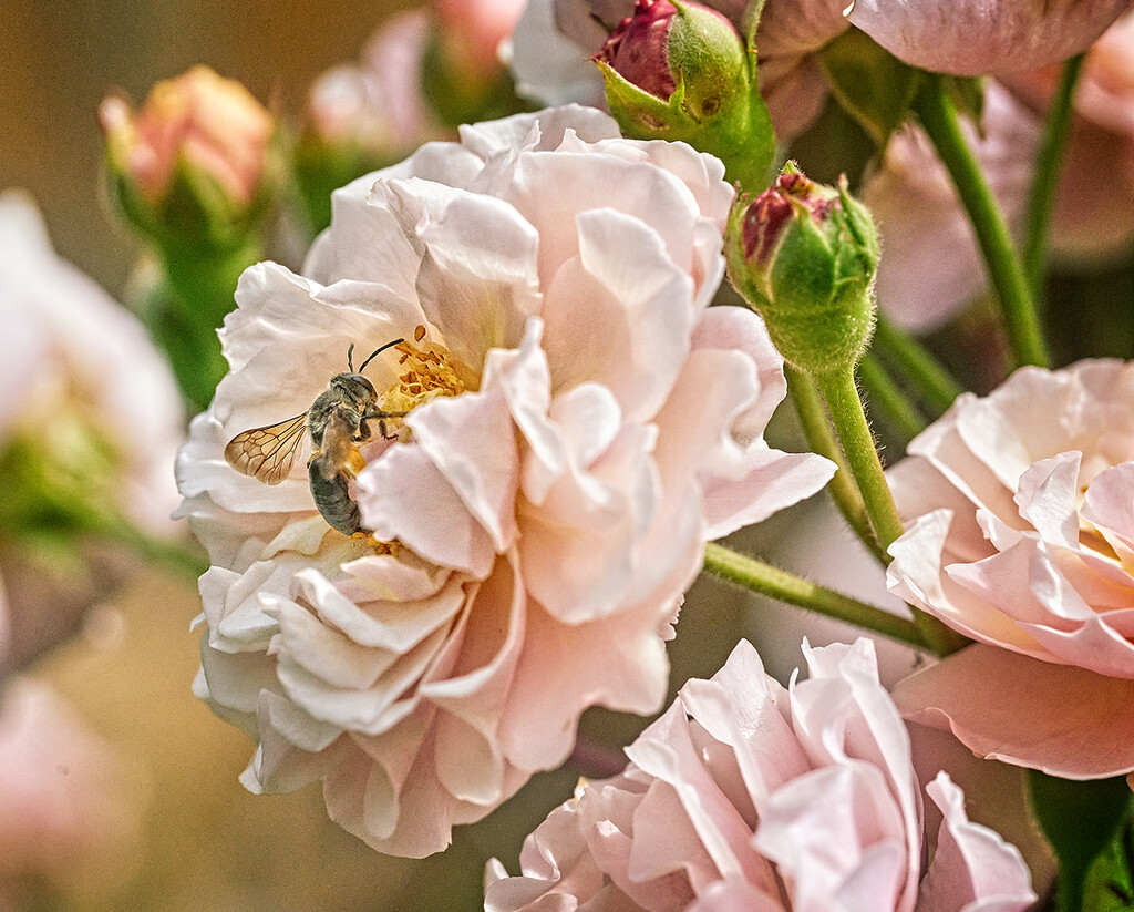 Roses and a Pollinator by gardencat