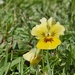 Miniature Pansy by serendypyty