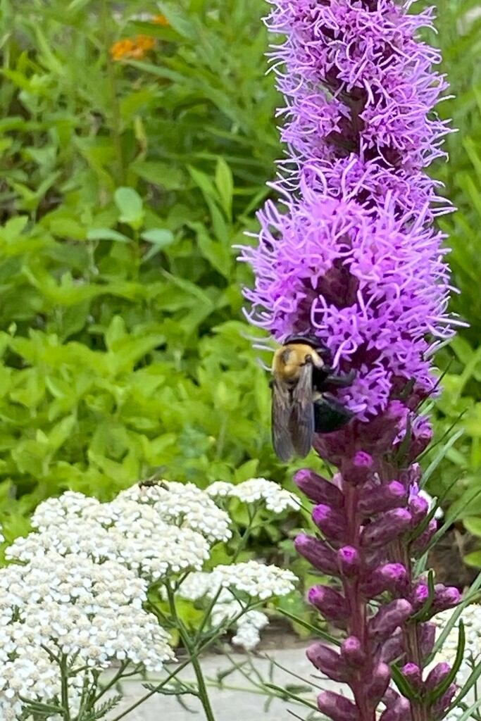 Bee and Blazing Star (Liatris) by tunia