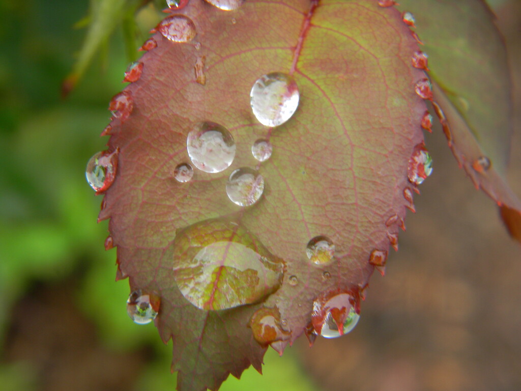 Raindrops on Leaf  by sfeldphotos