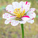 A new Zinnia... by thewatersphotos