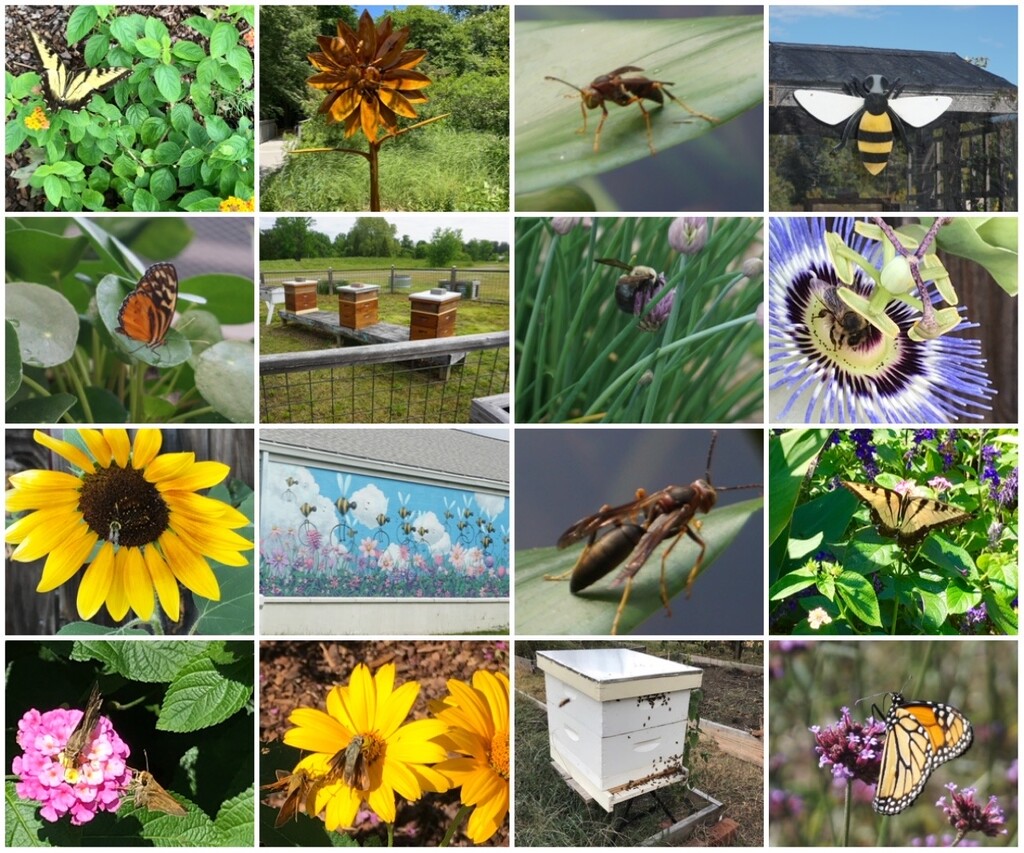 It’s Pollinator Week by allie912