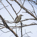 Northern Mockingbird by aecasey