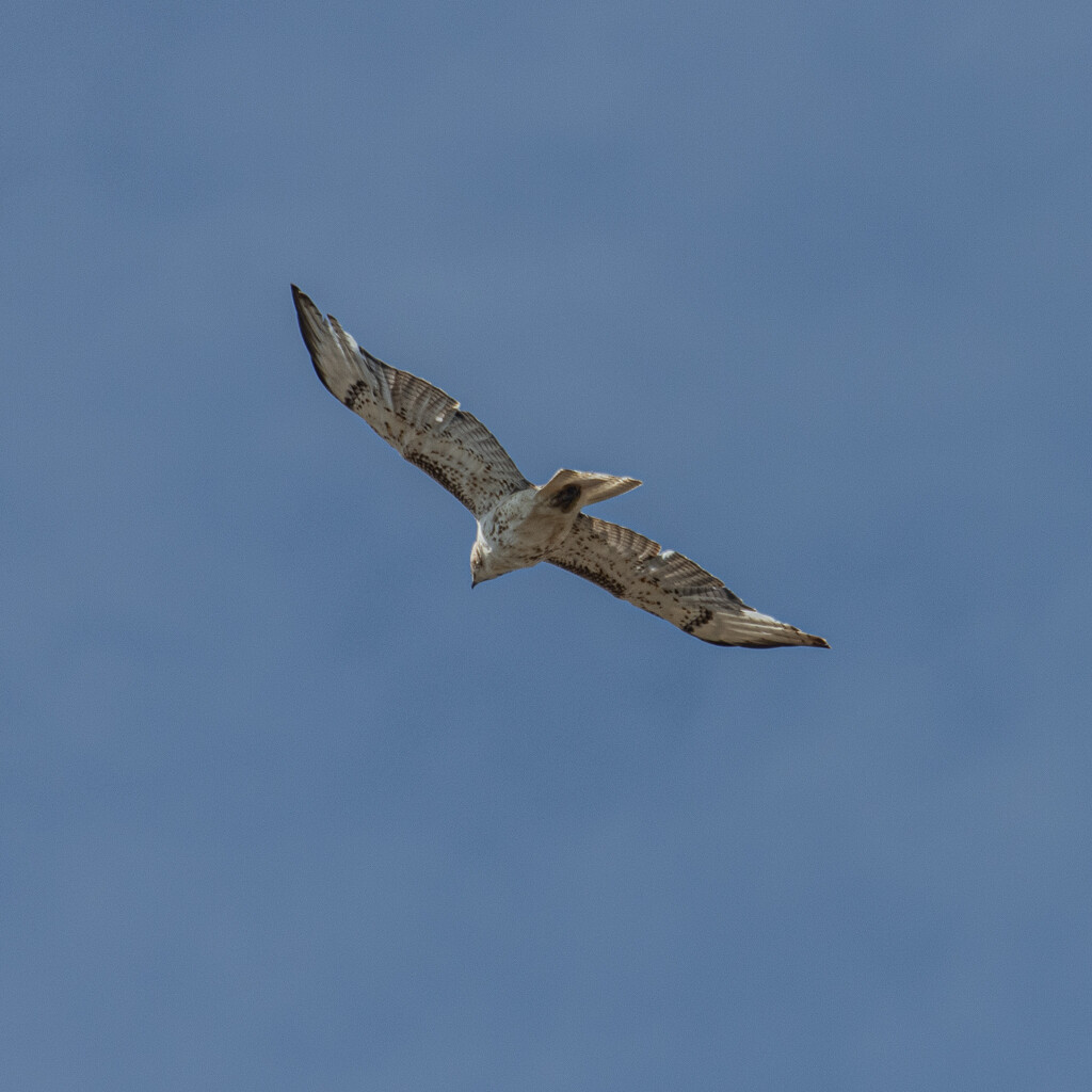 leucistic red-tailed hawk by aecasey