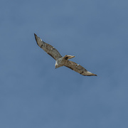 16th Jun 2023 - leucistic red-tailed hawk