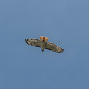 17th Jun 2023 - red-tailed hawk