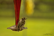 22nd Jun 2023 - Downy Woodpecker