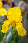 7th Jun 2023 - yellow iris