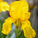 yellow iris by aecasey