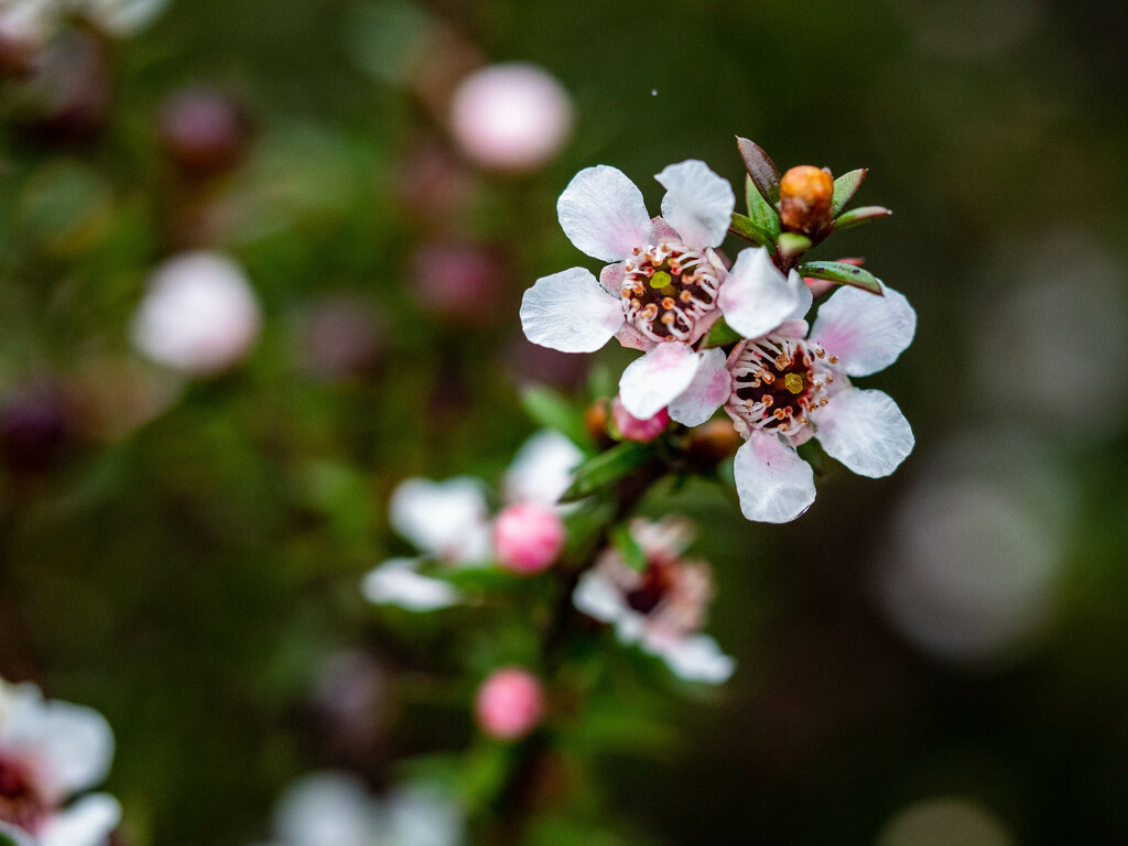 Manuka flowers by christinav