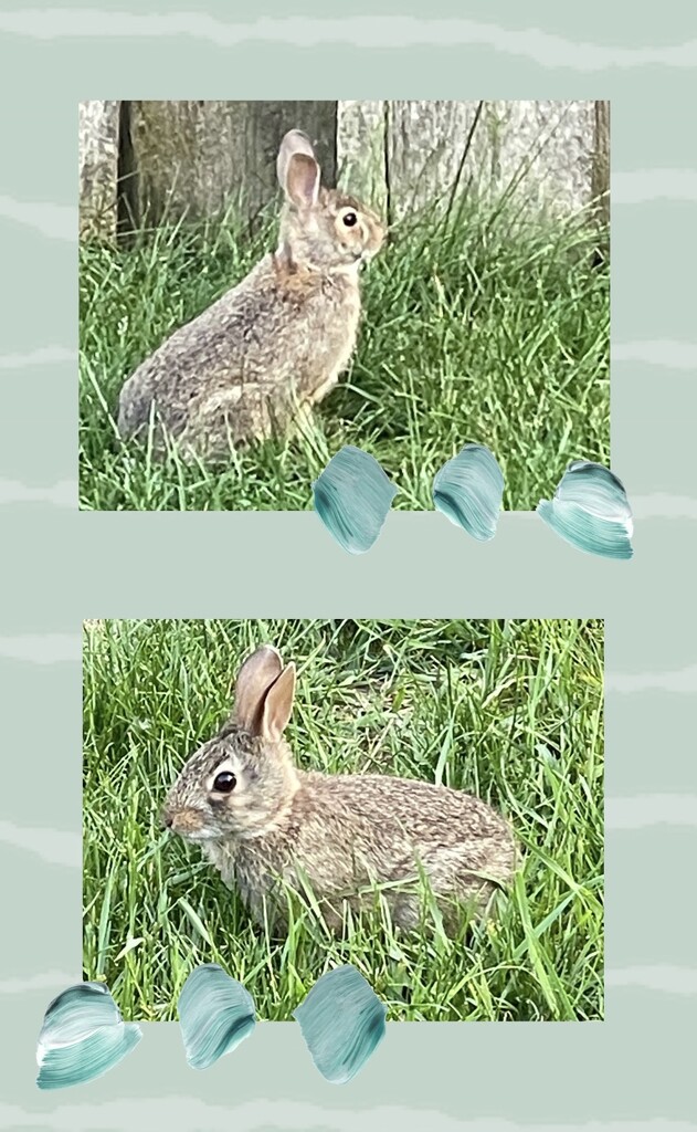 The saved bunnies munching in our grass by eahopp